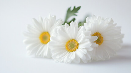 Obraz premium Three white daisies with yellow centers arranged on a light background for a serene look
