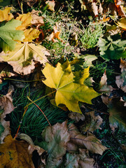 Yellow maple leaf at the ground, autumn nature details, colorful fallen leaves, foliage, fall season, forest 