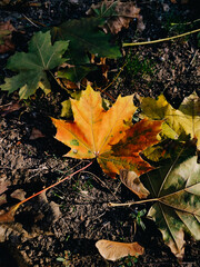 Yellow maple leaf at the ground, autumn nature details, colorful fallen leaves, foliage, fall season, forest 