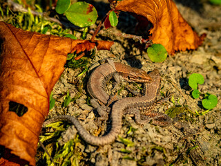 Kleine Eidechse sonnt sich