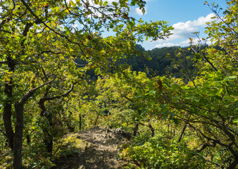 Felsvorsprung Traumschleife Ehrbachklamm Herbst