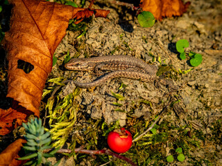 Kleine Eidechse sonnt sich