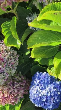Blooming Blue Hydrangeas, surrounded by rich green foliage. The delicate petals and layered blossoms create a striking contrast against the natural greenery, offering a peaceful and colorful scene