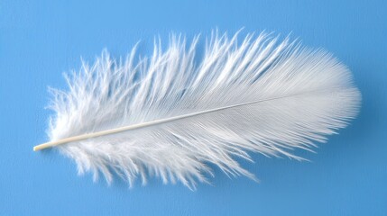 Fototapeta premium A single white feather lies on a blue background.