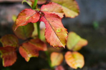 Rose Leaves 1. The appearance of rose leaves that have turned red