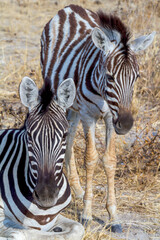 Steppenzebras im Etosha Nationalpark