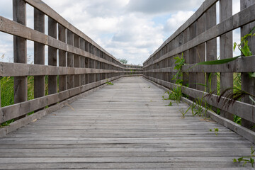 wooden bridge in the forest
