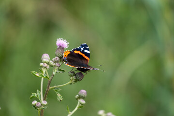 butterfly on a flower