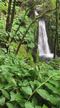 View of Salto do Prego waterfall in the heart of the S&atilde;o Miguel rainforest, Azores. The waterfall is framed by tall trees and dense plant life, creating an atmosphere of seclusion and peace. 