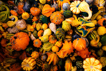 Fall Gourds Autumn Colors