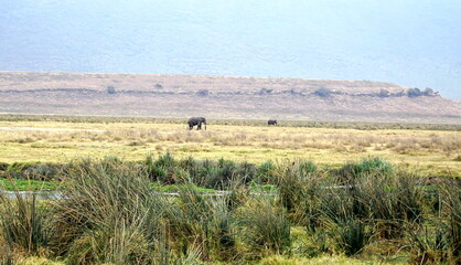 Obraz premium wild living elephant in the serengeti