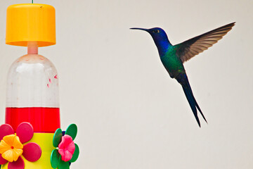 Swallow-tailed Hummingbird (Eupetomena macroura), hovering in front of a plastic feeder that has fake flowers.
