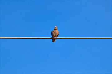 A small bird known as the Plain-breasted Ground-Dove (Columbina minuta) perched on a power line under a cloudless blue sky.