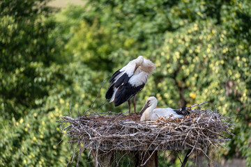 white stork in the nest © Ryszard