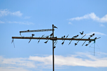 flock of swallows known as Blue-and-white Swallow (Pygochelidon cyanoleuca), perched on a television antenna under a blue sky.