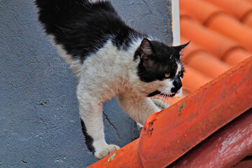 stray cat moving over the rooftops.