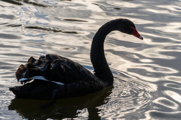 black swan on the lake © Ryszard