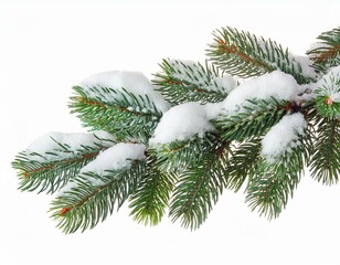 christmas fir tree branch covered by snow isolated