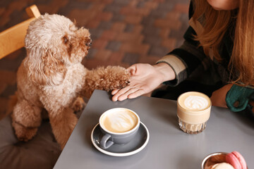Woman with cute Toy Poodle dog and coffee in cafe, closeup