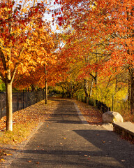 Fall foliage Spy Pond , town of Arlington, Massachusetts MA, USA. Colorful leafs 