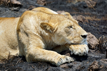 male and female lion lying in the savanna gras