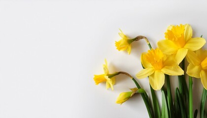 easter spring daffodils isolated on white banner copy space