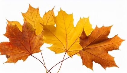 Obraz premium falling autumn maple yellow leaves cut out