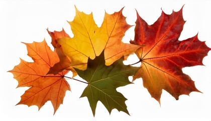 Fototapeta premium falling autumn maple multicolored leaves cut out