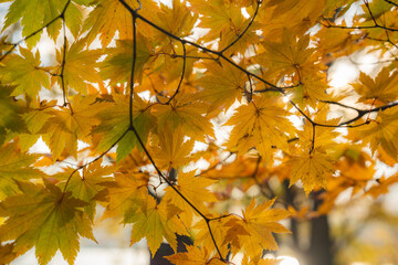 Colorful maple leaves with a warm sunlight during falling season or autumn in lake towada Japan, Yellow red and green color of nature, weather and autumn wallpaper for advertisement. gorgeous stunning
