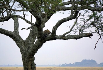 cheetah in a tree in the serengeti park