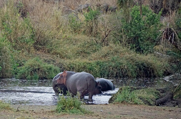 huge hippo in the serengeti