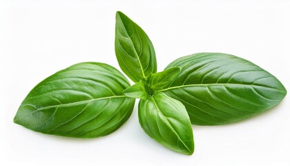 fresh green organic basil and rosemary leaves isolated on white background with clipping path white background and natural transparent shadow basil and rosemary herb collection for design