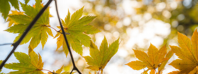 Colorful maple leaves with a warm sunlight during falling season or autumn in lake towada Japan, Yellow red and green color of nature, weather and autumn wallpaper for advertisement. gorgeous stunning