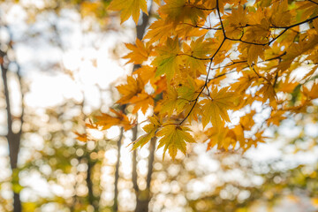 Colorful maple leaves with a warm sunlight during falling season or autumn in lake towada Japan, Yellow red and green color of nature, weather and autumn wallpaper for advertisement. gorgeous stunning