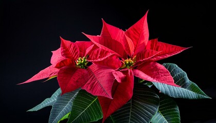 poinsettia christmas flower plant rotating on black close up euphorbia pulcherrima or nochebuena christmas star flower rotating over black background border design