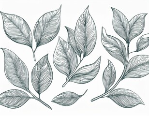 Obraz premium set of floral line art branch leaf plants botanic outline pencil sketch draw leaves isolated on white background hand drawn illustration