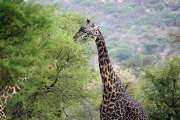 giraffe in the serengeti park