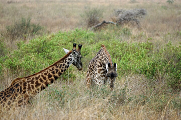 giraffe in the serengeti park