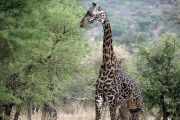giraffe in the serengeti park