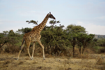 giraffe in the serengeti park