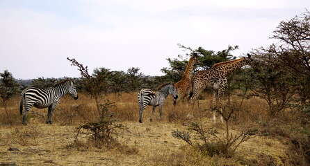 giraffe in the serengeti park