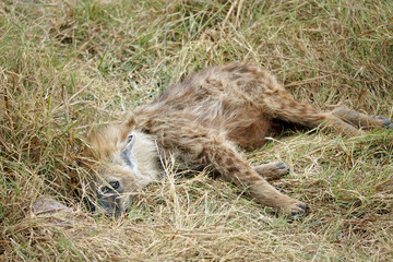 hyena in the serengeti park