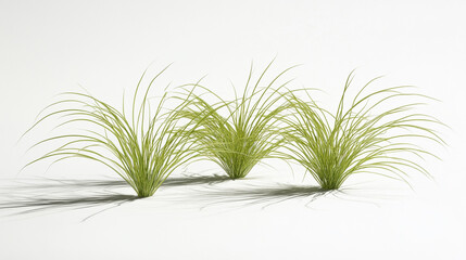 Lush Green Ornamental Grass Plants Isolated on White Background