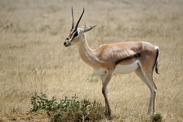 thomsons gazelle in the serengeti