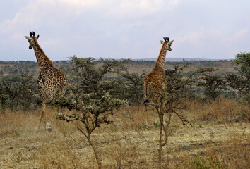 giraffe in the serengeti park