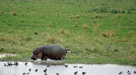 huge hippo in the serengeti