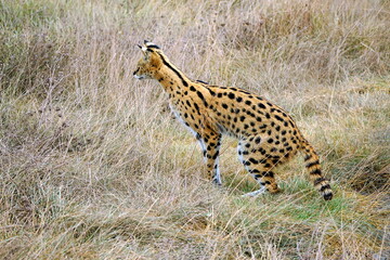 African Serval in the Serengeti