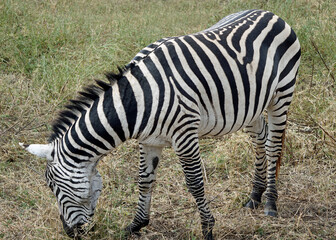 zebra in the serengeti park