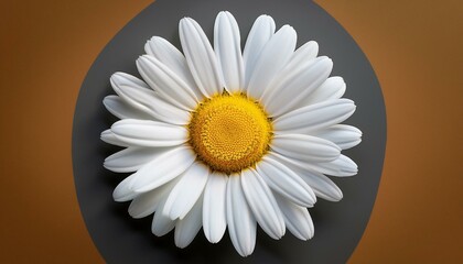 A single white daisy with a yellow center.