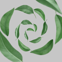 Green leaves swirling in air on light grey background